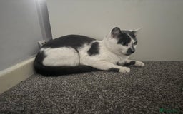 American Shorthair cats for sale: Stitch looking for a new home! - Advert 1
