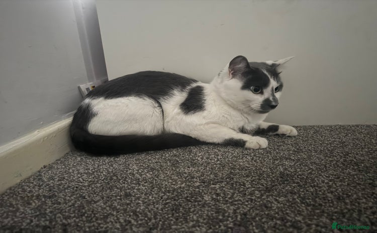 American Shorthair cats Stitch looking for a new home! - Advert 1
