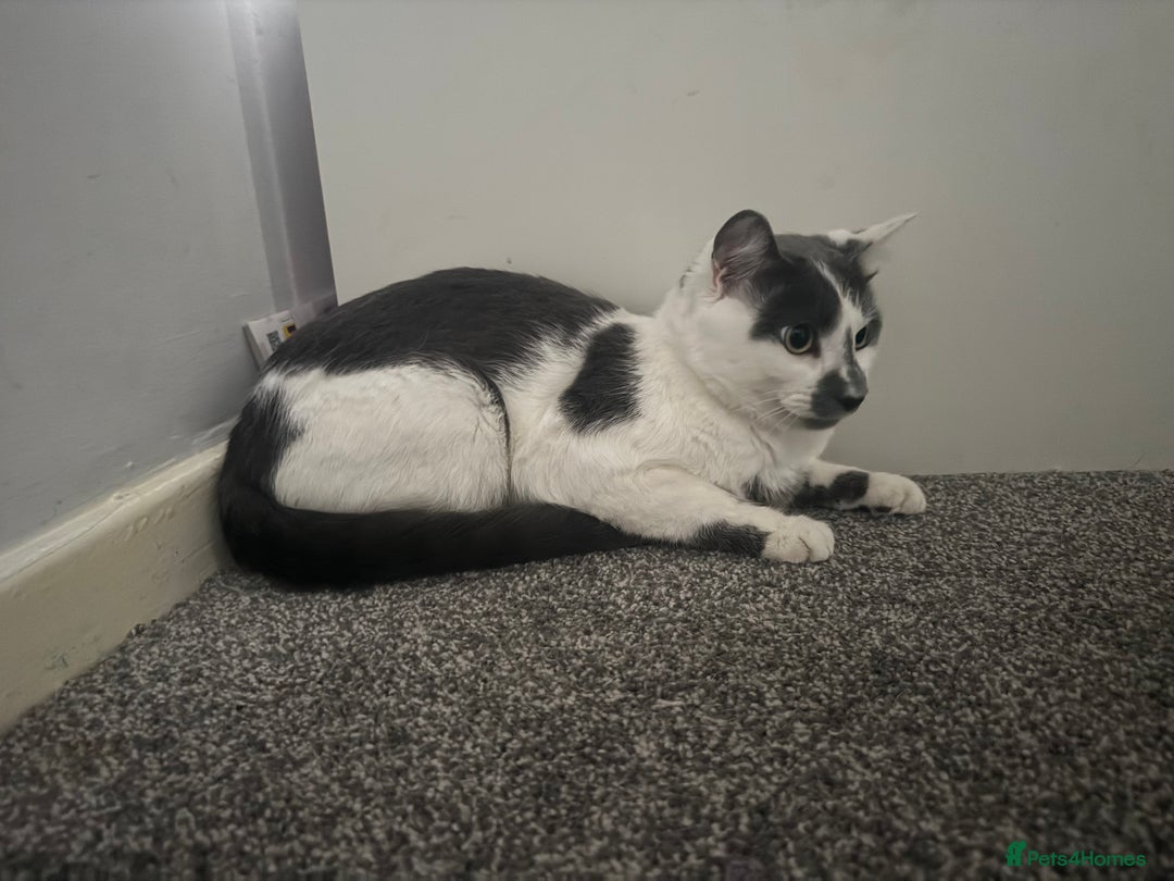 American Shorthair cats for sale: Stitch looking for a new home! - Advert 1