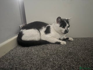 American Shorthair cats Stitch looking for a new home! - Advert 3
