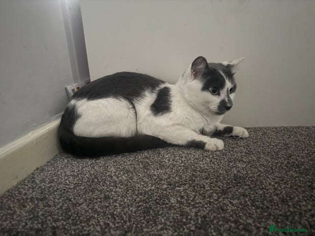 American Shorthair cats Stitch looking for a new home! - Advert 1
