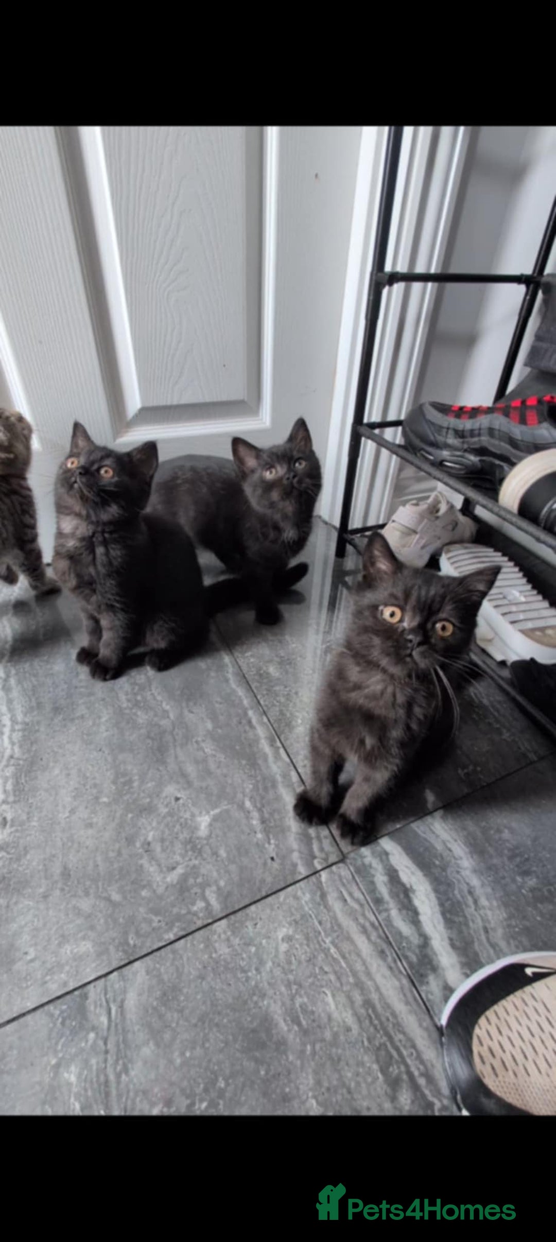 British Shorthair cats for sale:  Ready now. British shorthair kittens  - Image 14