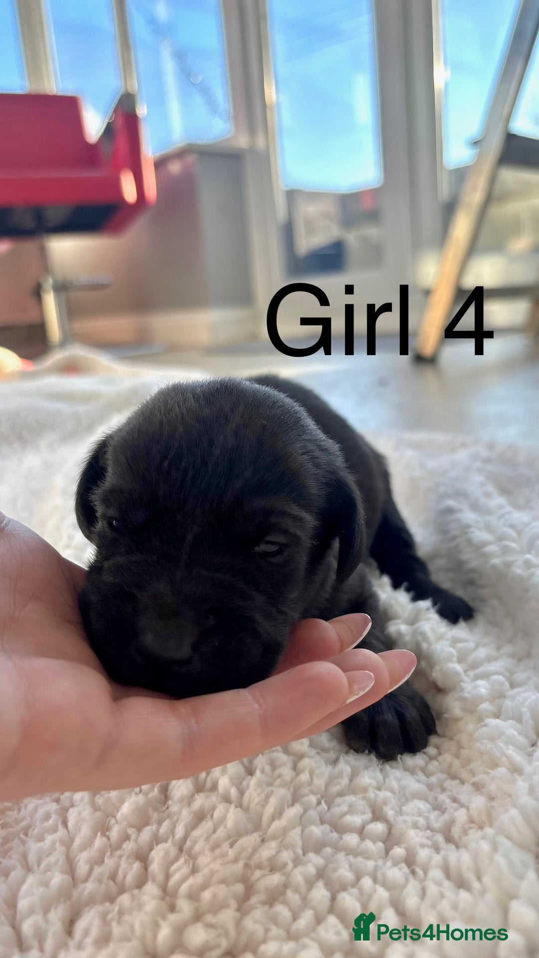 Labrador Retriever dogs for sale: KC registered Labrador pups - Advert 20
