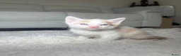 Mixed Breed cats for sale: Beautiful Bengal Mix Kittens Ready to go🐾 - Advert 2