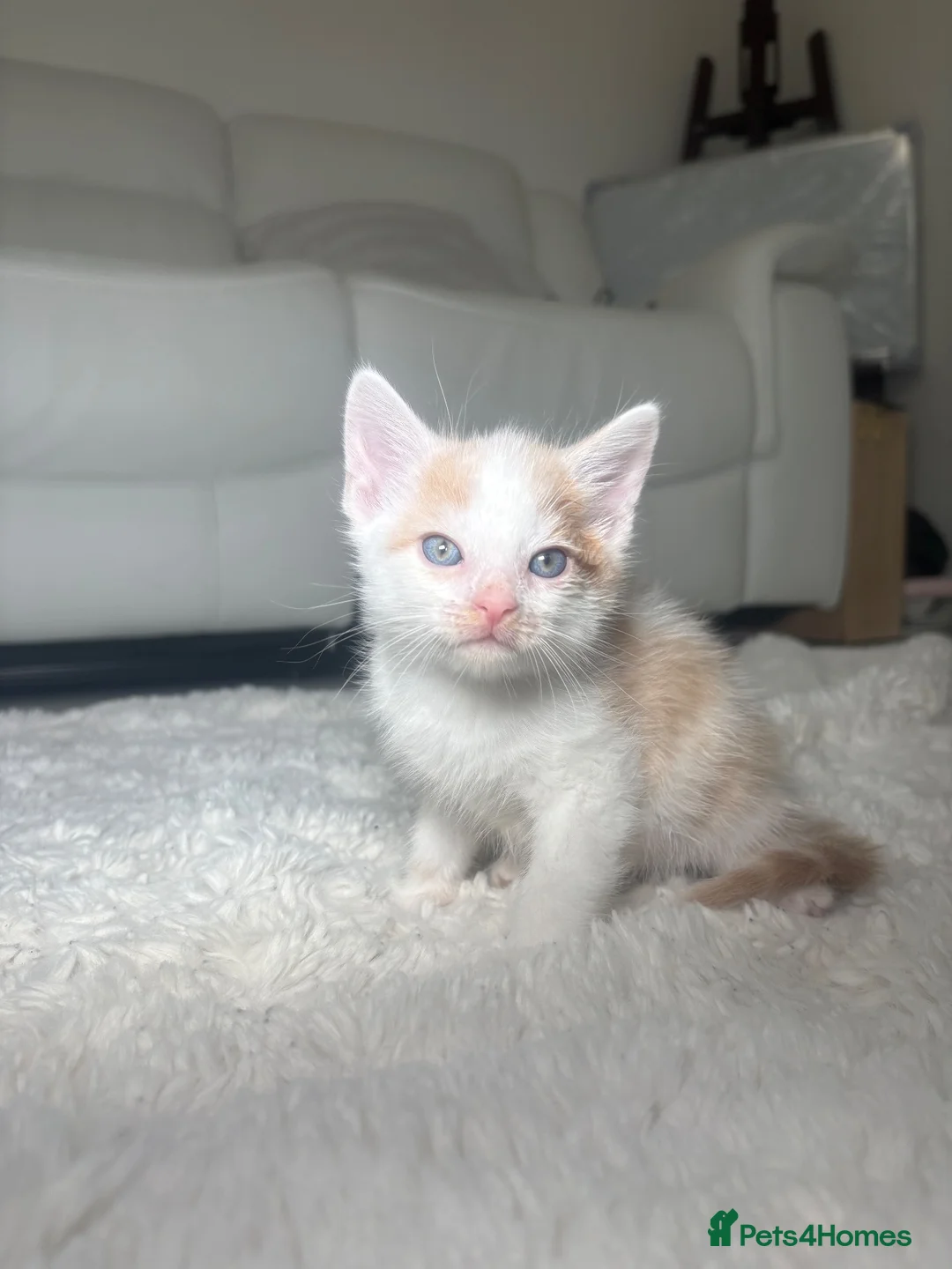 Mixed Breed cats for sale: Beautiful Bengal Mix Kittens Ready to go🐾 - Advert 2