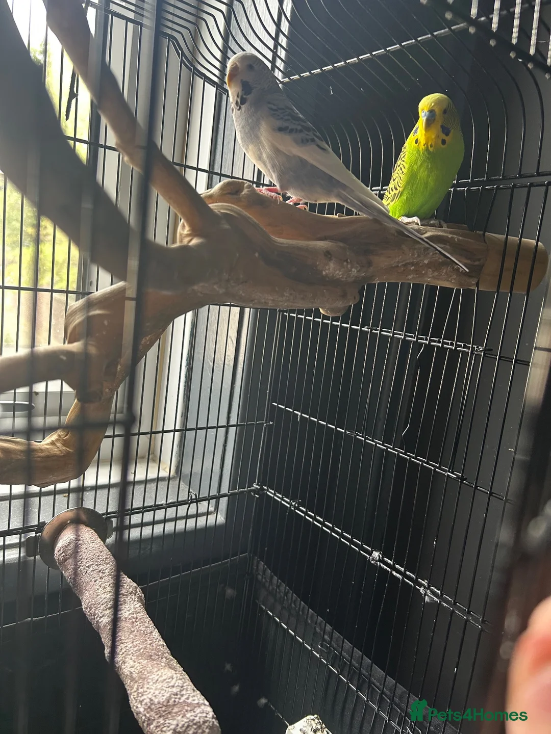 Budgerigars birds for sale: Budgies  in Leeds - Advert 4