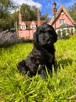 Goldendoodle dogs - Advert 7