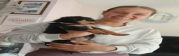 Rottweiler dogs for sale: Exceptional huge Rottweiler pups from amazing line - Advert 16
