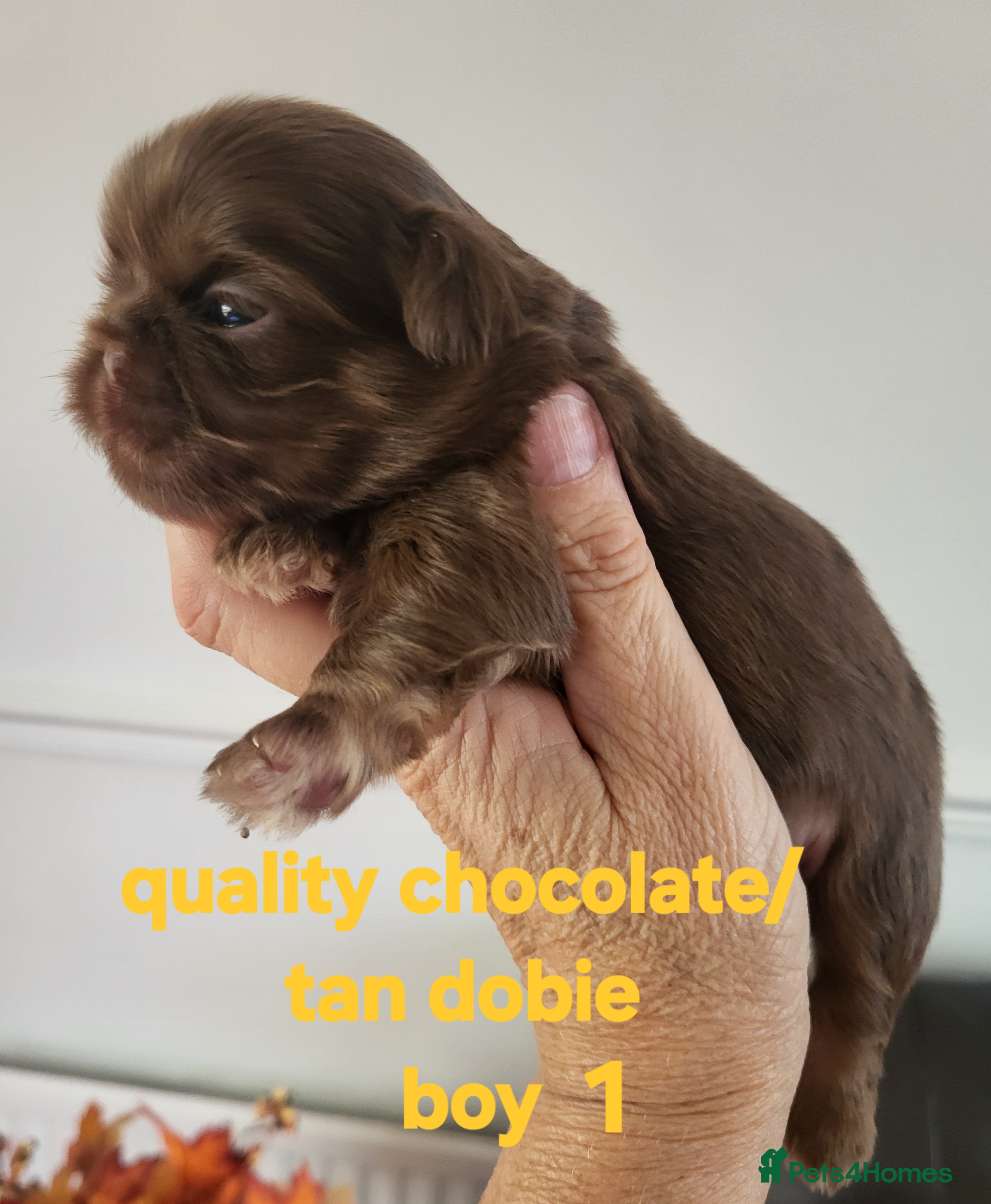 Shih Tzu dogs Quality dobie kc Imperial shih tzu  - Advert 9