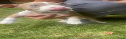 American Bully dogs for sale: American Bully Pocket Female – My First Pick 🐾 - Advert 11