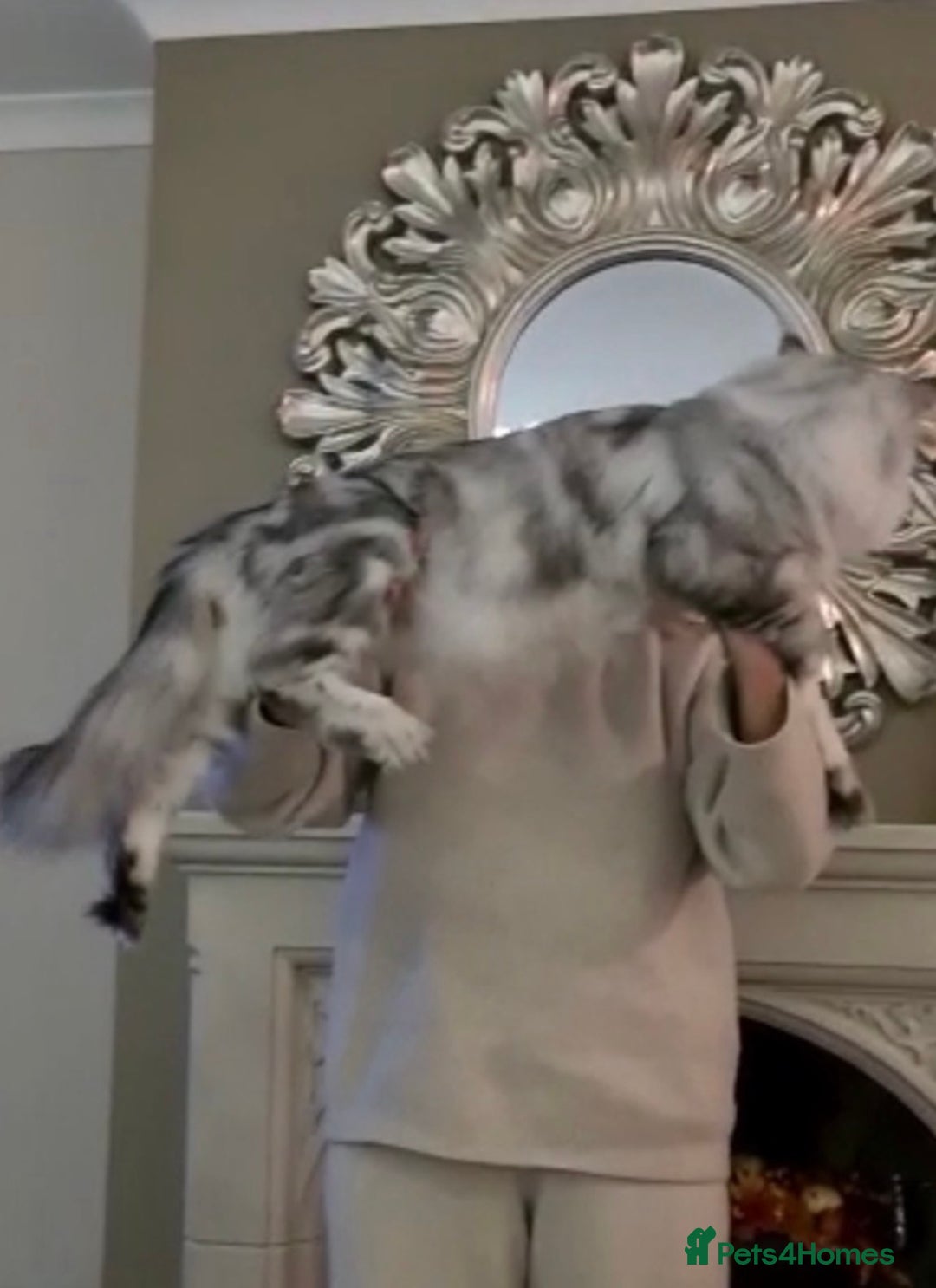 Maine Coon cats for sale: Registered Maine coon kittens  - Advert 10