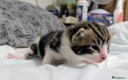 Mixed Breed cats for sale: 4 stunning kittens  - Image 24