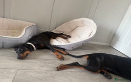 Dobermann dogs for sale: 6 month Dobermann’s - Image 5
