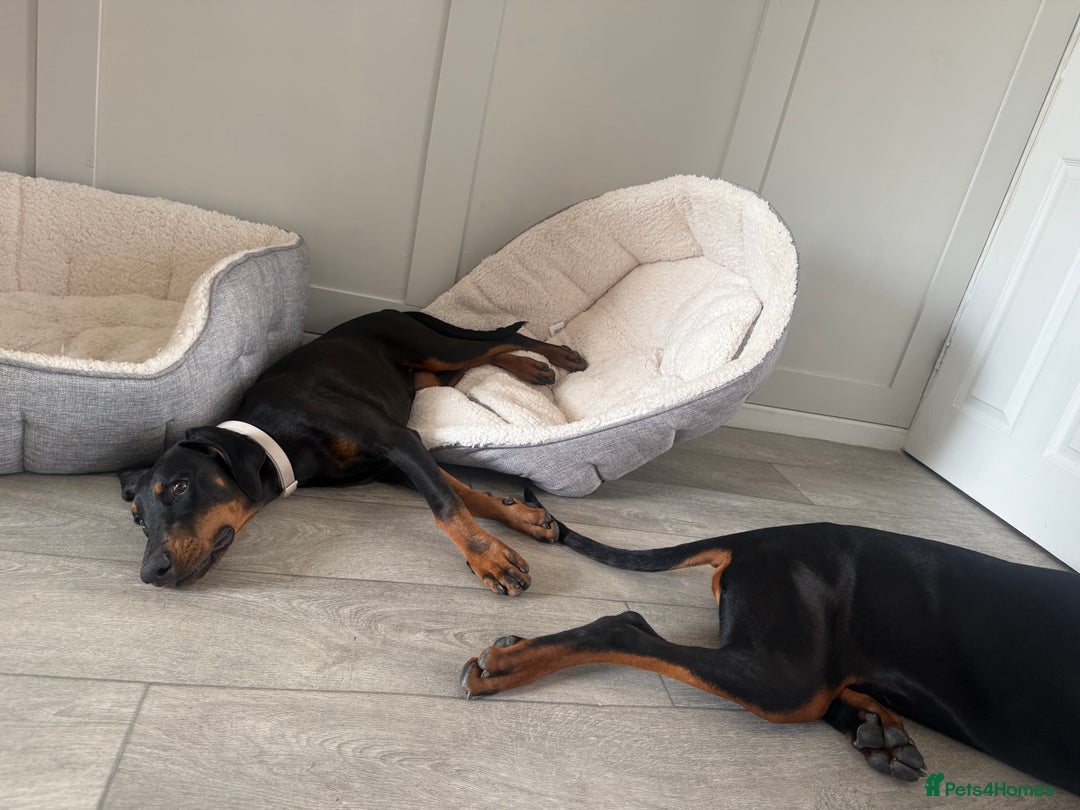 Dobermann dogs for sale: 6 month Dobermann’s - Image 5
