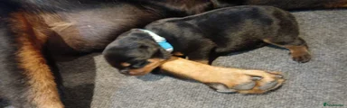 Rottweiler 2