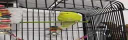 Conures birds for sale: Breeding Conure Pair and Baby Budgies  in Coventry - Advert 3