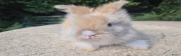 Angora rabbits for sale: 🩷 FULL FACE ANGORA BABIES- PARENTS FROM🇫🇷 - Advert 26