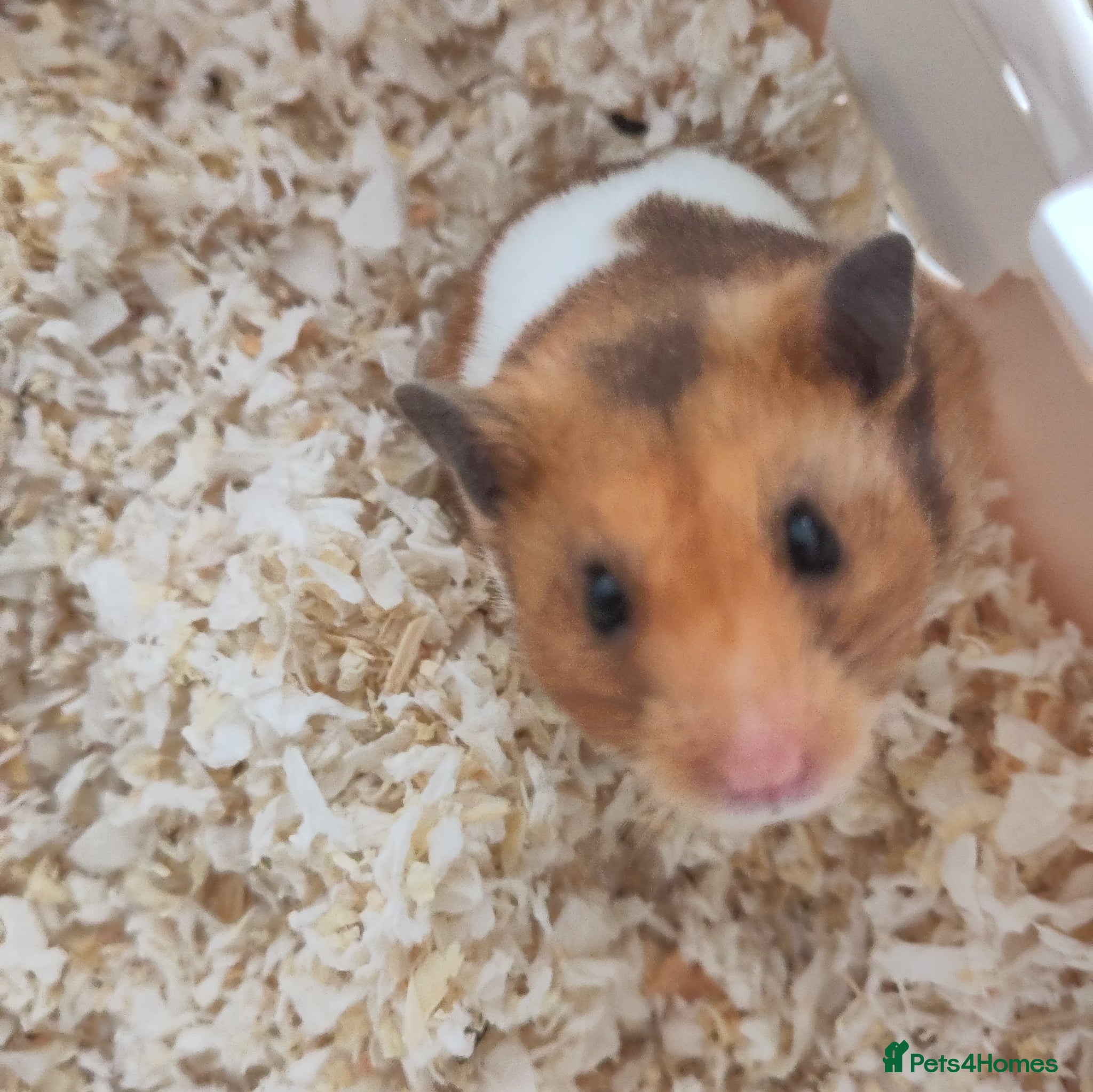 Hamster rodents Crumble | For Adoption | Male Syrian Hamster - Advert 2