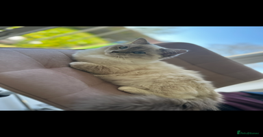Ragdoll cats - Advert 11