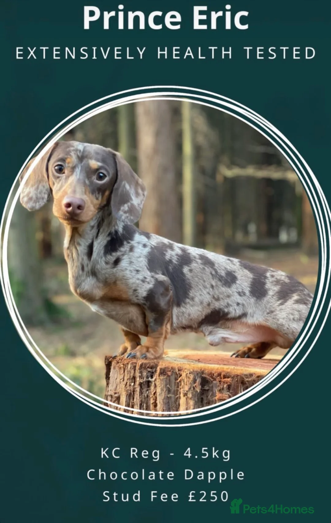 Miniature Dachshund dogs for sale: KC Registered Minatare Dachshund puppies for sale - Advert 4