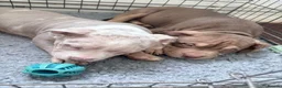 American Bully dogs for sale: Puppies for sale - Advert 11