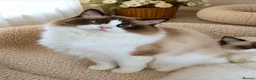 Ragdoll cats for sale: ✨ Exceptional Ragdolls,a distinguished lineage ✨ - Advert 8