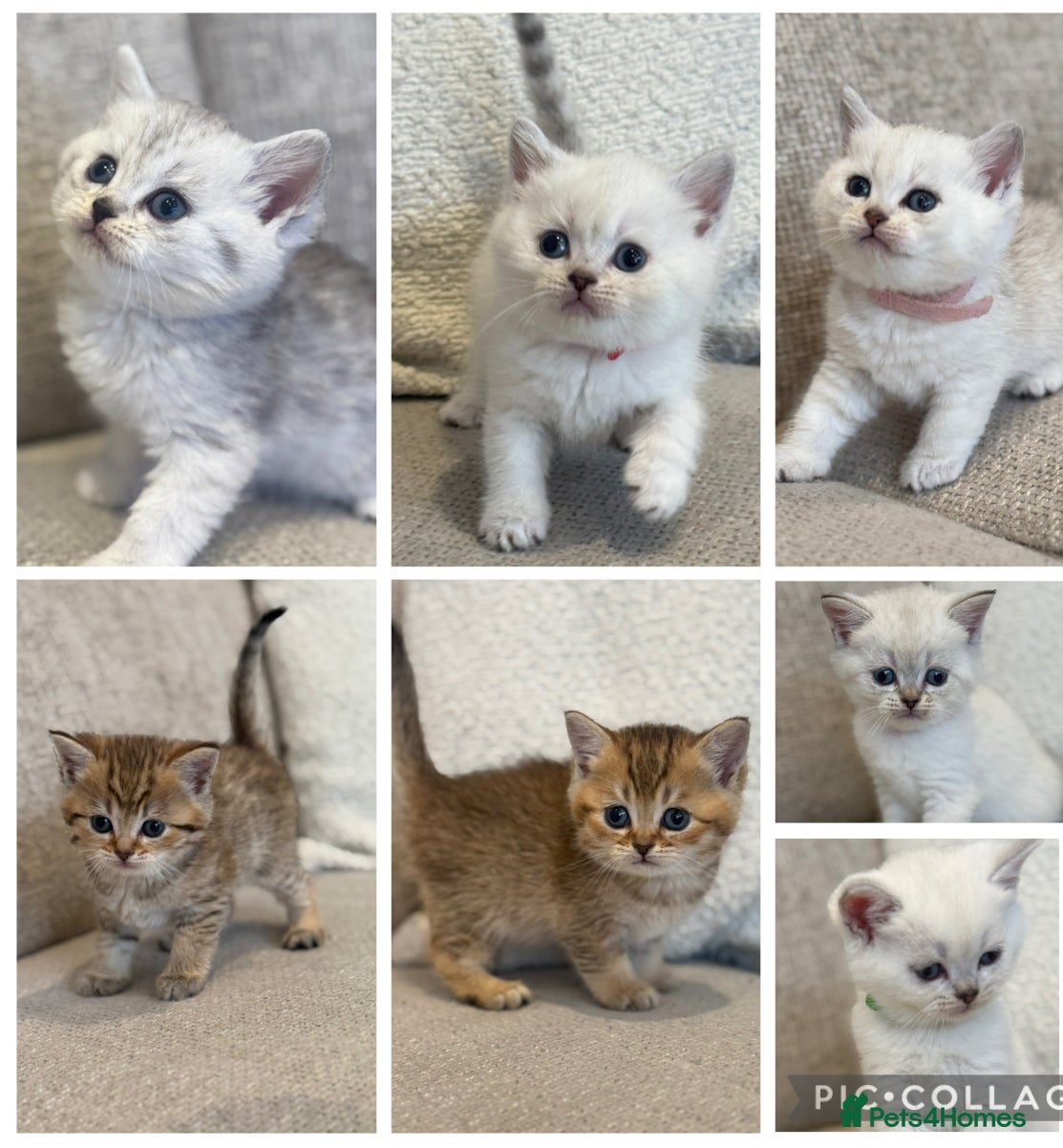 British Shorthair cats Silver and golden kittens - Advert 1