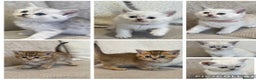 British Shorthair cats for sale: Silver and golden kittens - Advert 1