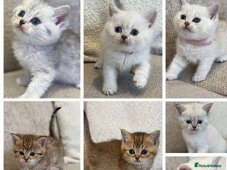 British Shorthair cats Silver and golden kittens - Advert 5