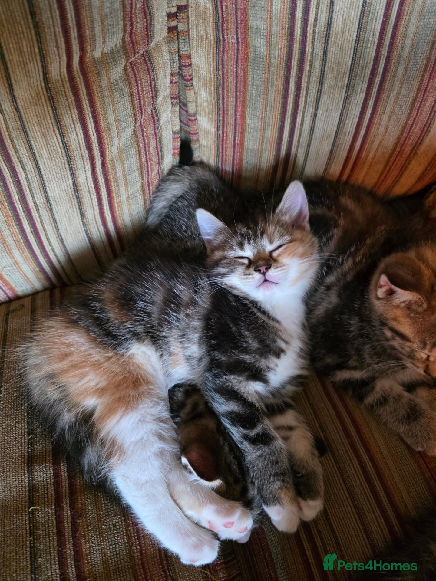 British Shorthair cats Gorgeous Golden Tabby BSH READY FOR HALF TERM - Advert 2