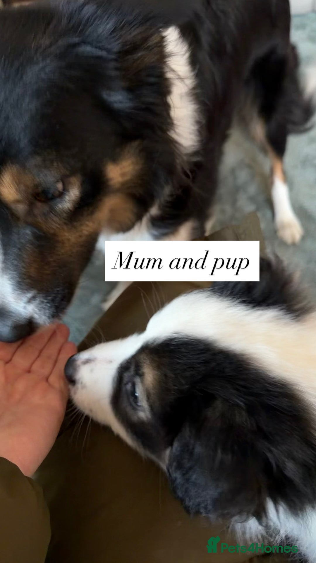 Border Collie dogs for sale: 1 lovely girl pup available  - Advert 4