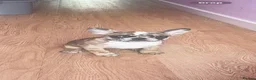French Bulldog dogs for sale: French bulldog pups (rare colours)  - Advert 7
