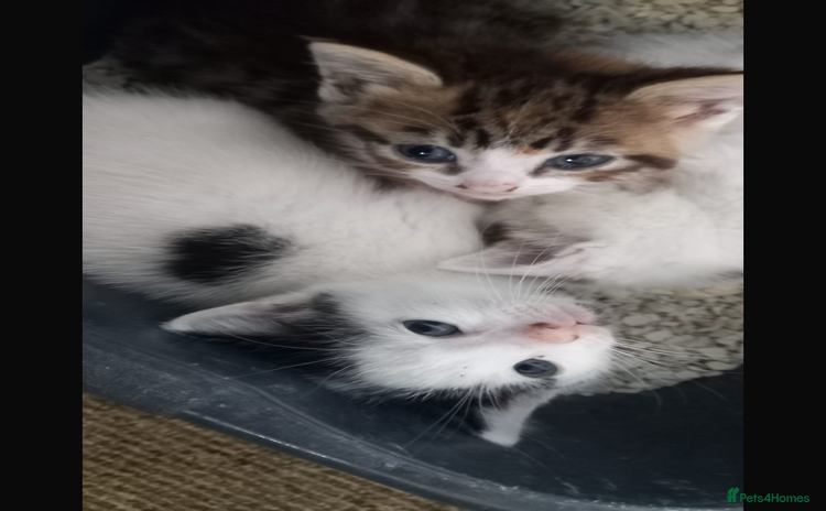 Mixed Breed cats - Advert 6