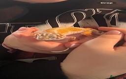 Leopard Gecko reptiles for sale: Female leopard gecko  - Image 2