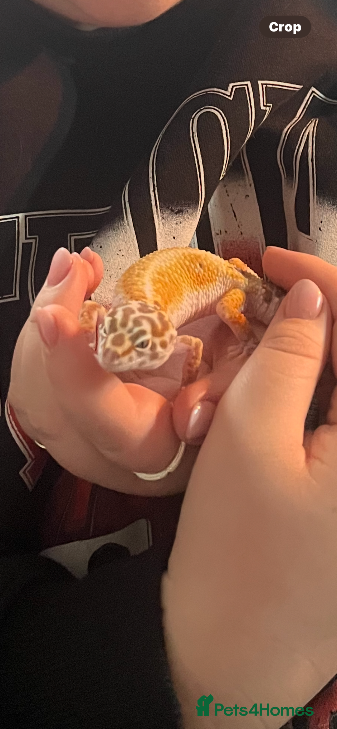 Leopard Gecko reptiles for sale: Female leopard gecko  - Image 2