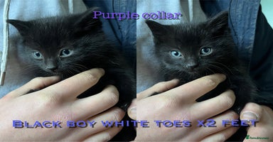 Mixed Breed cats 6 kittens for sale - Advert 1