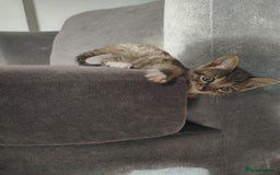 Mixed Breed cats for sale: 4 beautiful kittens ready for their forever home - Advert 17