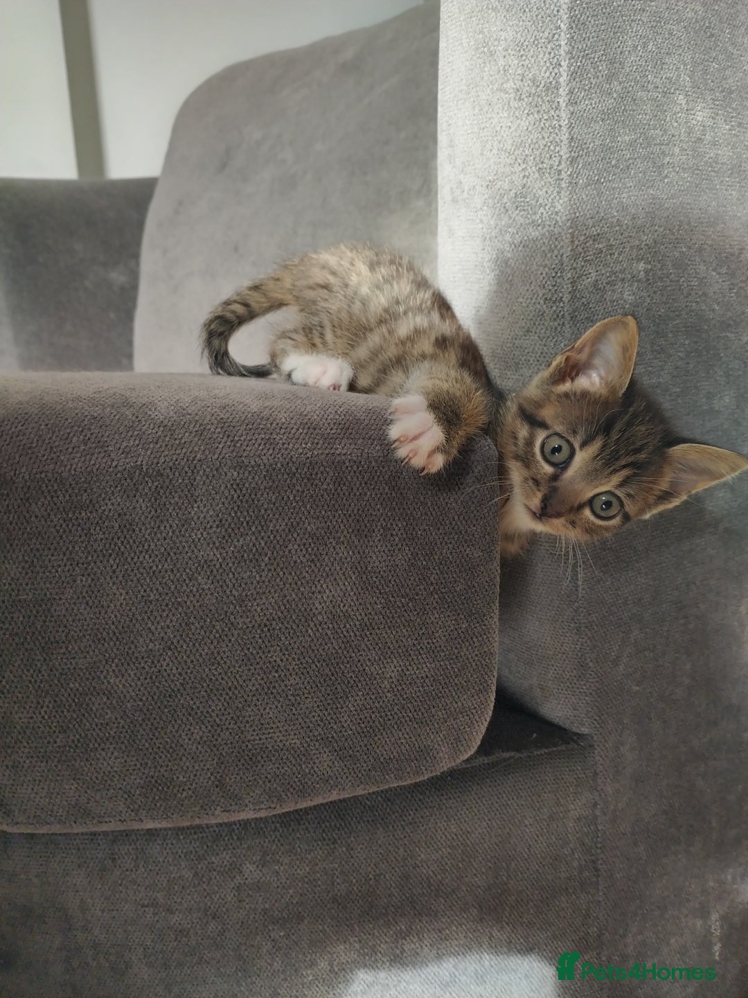 Mixed Breed cats for sale: 4 beautiful kittens ready for their forever home - Advert 17