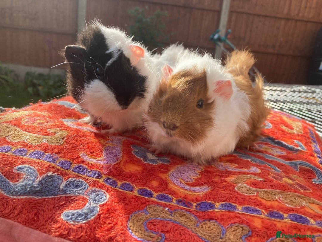 Guinea Pig rodents for sale: 2 male baby guinea pigs flitwick - Image 8