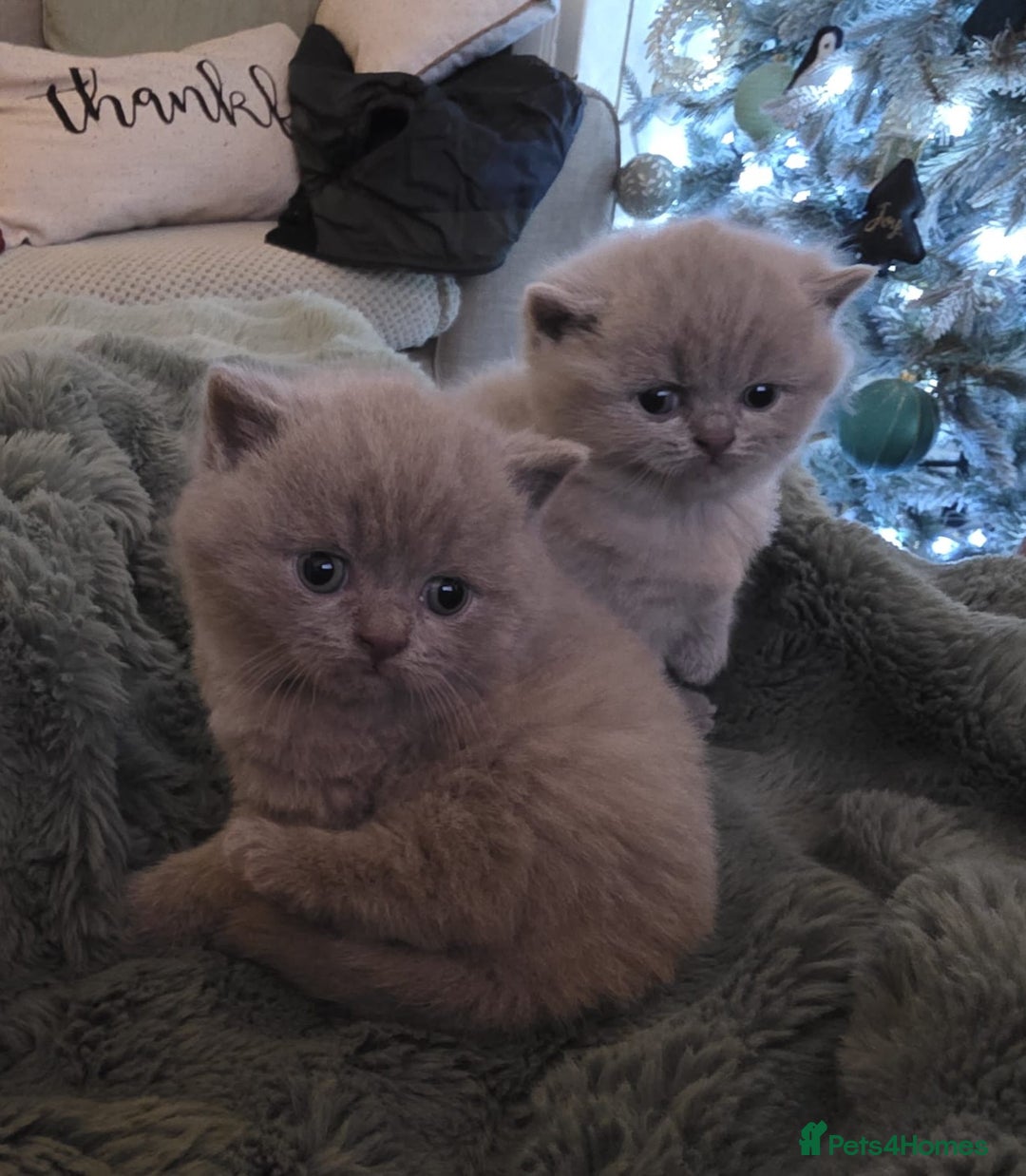 British Shorthair cats for sale: Pedigree British Shorthair Kittens- Lilac & Bluess - Advert 3