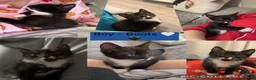 Domestic Shorthair cats for sale: 3 kittens looking for forever home 🐾 - Advert 5