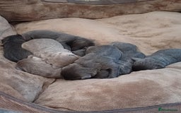 Labrador Retriever dogs for sale: Litter just be born - Image 6