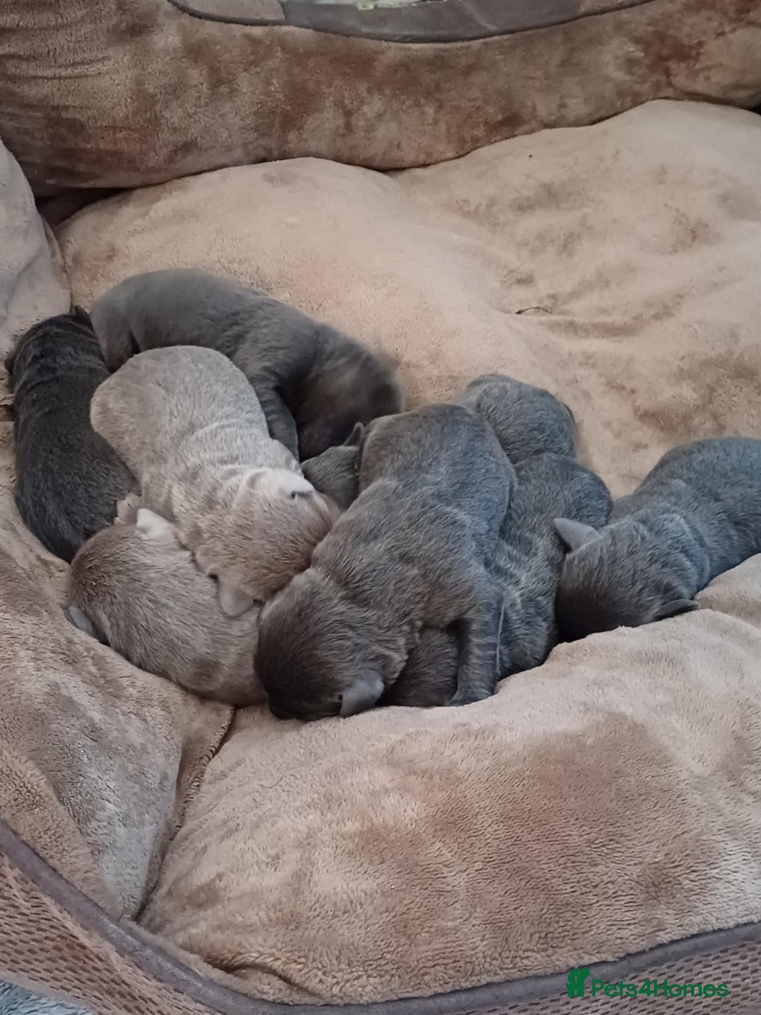 Labrador Retriever dogs for sale: Litter just be born - Image 6