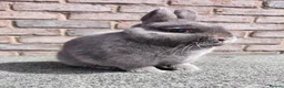 Netherland Dwarf rabbits for sale: Netherland dwarf group of adults - Advert 4