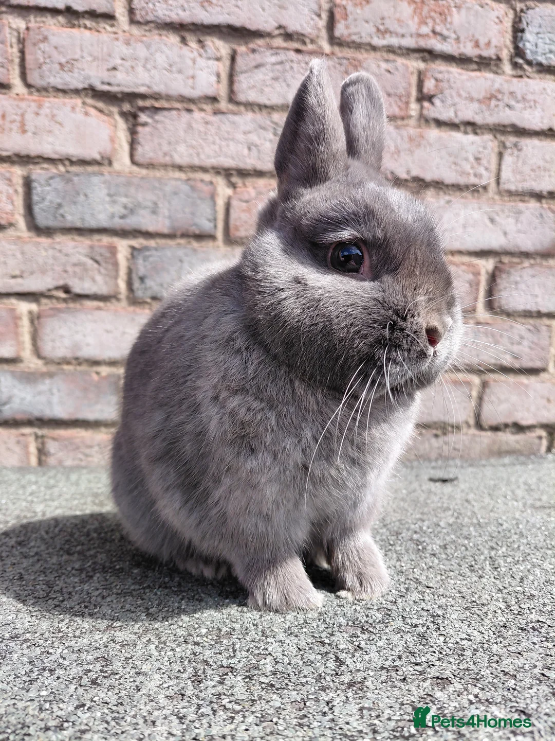 Netherland Dwarf rabbits for sale: Netherland dwarf group of adults - Advert 4