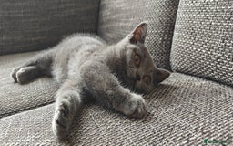 British Shorthair cats for sale: British shorthair blue / lilac kittens  - Image 29