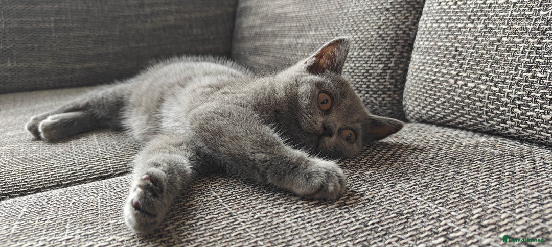 British Shorthair cats for sale: British shorthair blue / lilac kittens  - Image 29