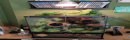 Gecko reptiles for sale: Crested gecko with full bio set up - Advert 11