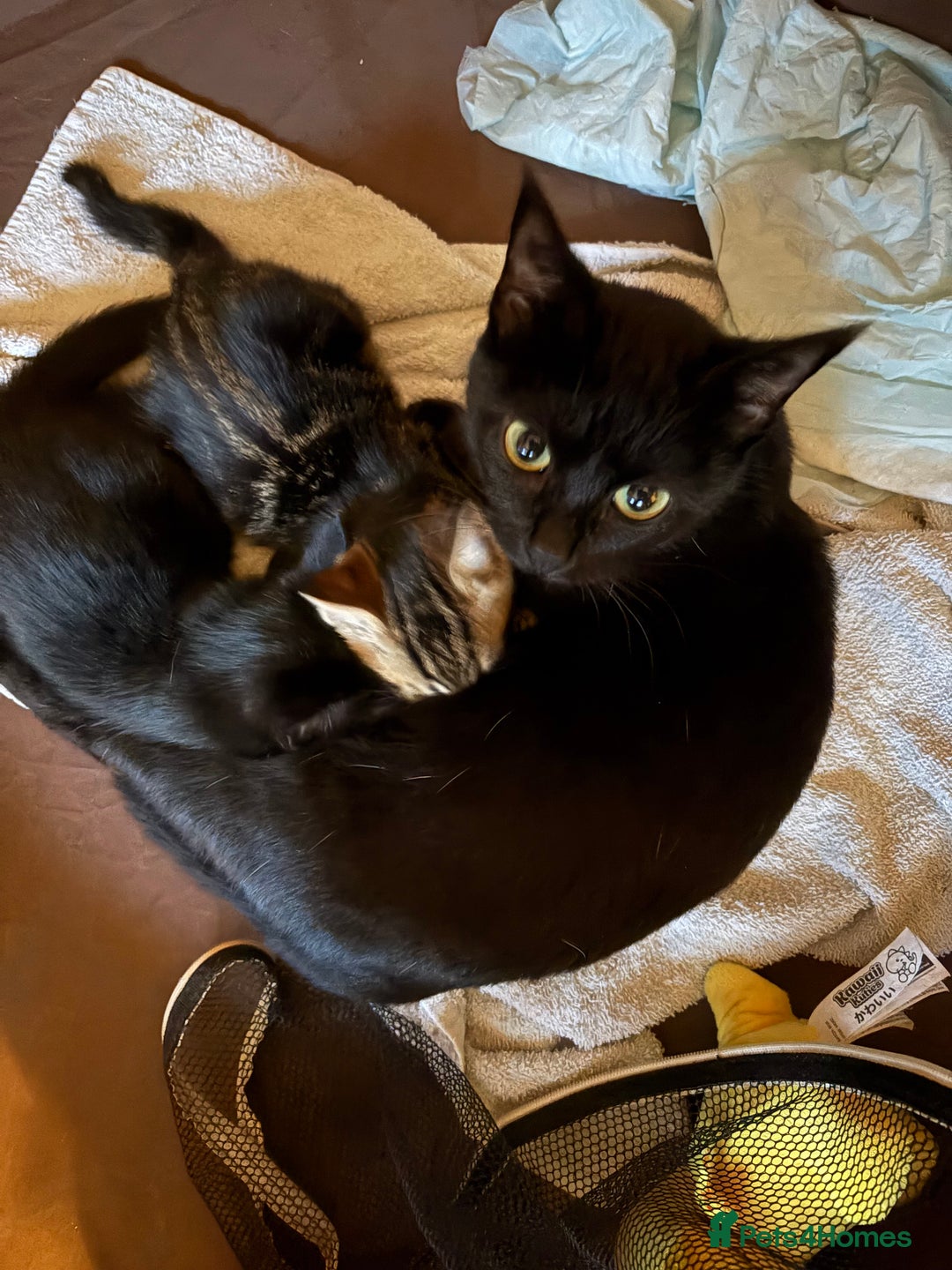 Mixed Breed cats for sale: Kittens - Advert 1