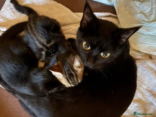 Mixed Breed cats Kittens - Advert 1